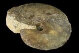 Bathonian Ammonite (Oxycerites) Fossil - France #152707-1